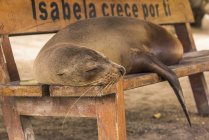 Leone marino delle Galapagos — Foto stock