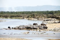 Flusspferd ruht auf Ufern — Stockfoto