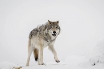 Взрослая самка тундрового волка — стоковое фото