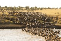 Grande gruppo di Wildebeest — Foto stock