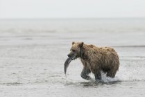 Бурий ведмідь сіяти — стокове фото