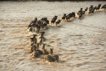Large group of Wildebeest — Stock Photo