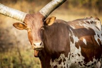 Braune gehörnte Kuh blickt in die Kamera — Stockfoto