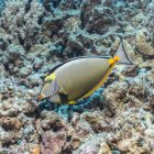Primo piano vista di giallo Arangespine Unicornfish pesce nuotare sott'acqua vicino ai coralli — Foto stock