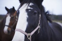 Cavalos olhando para a câmera — Fotografia de Stock