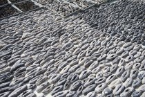 Asciugatura Cetrioli di mare in casi. Nuku alofa, Tongatapu, Tonga — Foto stock