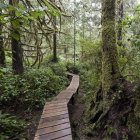 Winding boardwalk through forest — Stock Photo