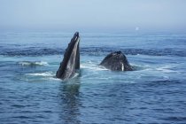 Balena megattere in acqua — Foto stock