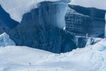 Scogliere ghiacciate congelate con pinguino — Foto stock