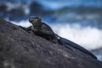Marine iguana on sloping rock — Stock Photo