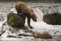 Brown bear climbing down — Stock Photo