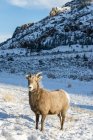 Gran cuerno de oveja en el prado - foto de stock