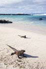 Морські ігуани на пляжі з білим піском — стокове фото