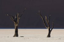 Dead trees on field — Stock Photo