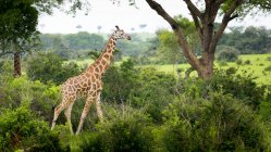 Жираф стоит на поле — стоковое фото