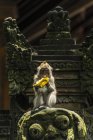 Scimmia mangiare banana — Foto stock
