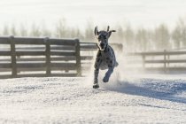 Cão correndo na neve — Fotografia de Stock