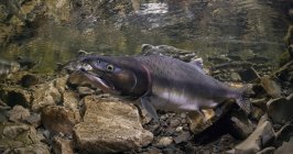 Salmone nel torrente Eccles — Foto stock