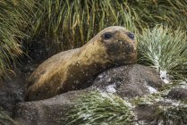 Elephant seal laying on rock — Stock Photo