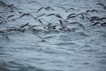 Peixe-isco a ser atacado por pássaros — Fotografia de Stock