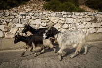 Goats walking beside wall — Stock Photo