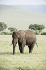 Большой слон-бык — стоковое фото