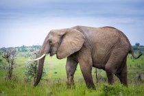 Слон стоїть на полі — стокове фото