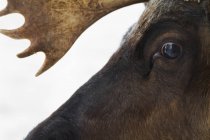 Face of moose bull — Stock Photo
