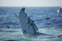 Горбатий кит fin — стокове фото