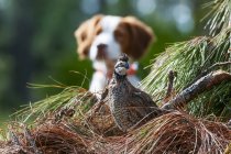 Bobwhite quail and dog — Stock Photo