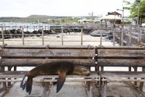 Морской лев спит на скамейке в порту столицы Галапагосских островов — стоковое фото