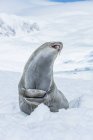 Южный тюлень — стоковое фото
