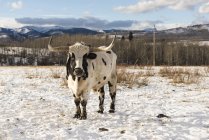 Длиннорогая корова на заснеженном поле — стоковое фото