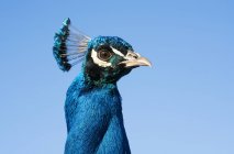 Bello uccello blu — Foto stock