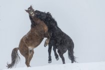 Cavalos selvagens lutando — Fotografia de Stock