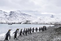 King penguins walking — Stock Photo