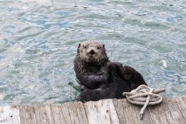 Alone otter swims — Stock Photo