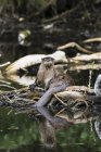 Fischotter in kleinem Teich — Stockfoto