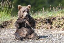 Cucciolo di orso bruno — Foto stock