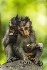 Two monkeys sits together — Stock Photo