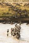 Grande gruppo di Wildebeest — Foto stock