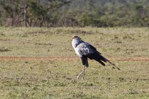 Secretarybird in piedi sul campo — Foto stock