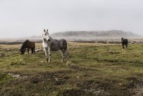 Дикие лошади стоят в поле — стоковое фото
