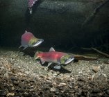 Sockeye Salmon spawning pair — Stock Photo