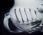 Vista frontale di una Manta Ray costiera (Manta alfredi) immersa sott'acqua durante le immersioni subacquee sulla costa di Kona di notte — Foto stock
