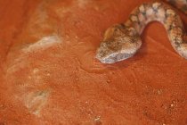 Змея на красной земле — стоковое фото