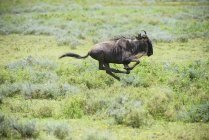 Wildebeest has all four feet — Stock Photo