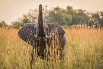 Дитячий слон їсть траву — стокове фото