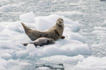 Harbor seal and her pup — Stock Photo