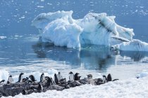 Pinguins gentoo em pé — Fotografia de Stock